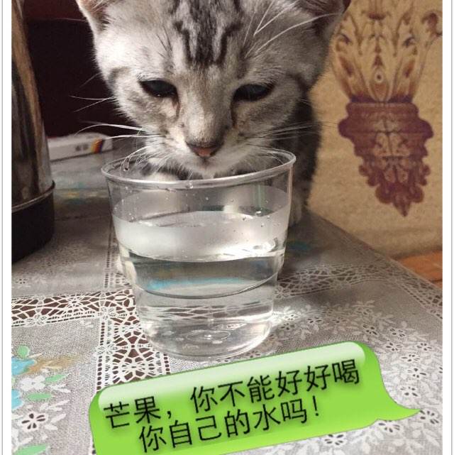 高仿统计从业资格证多少钱
